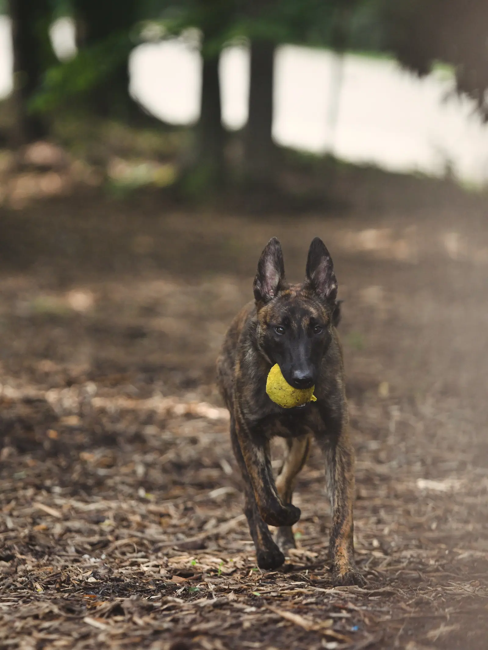 Basic obedience training at Georgia Doggy Dojo 8